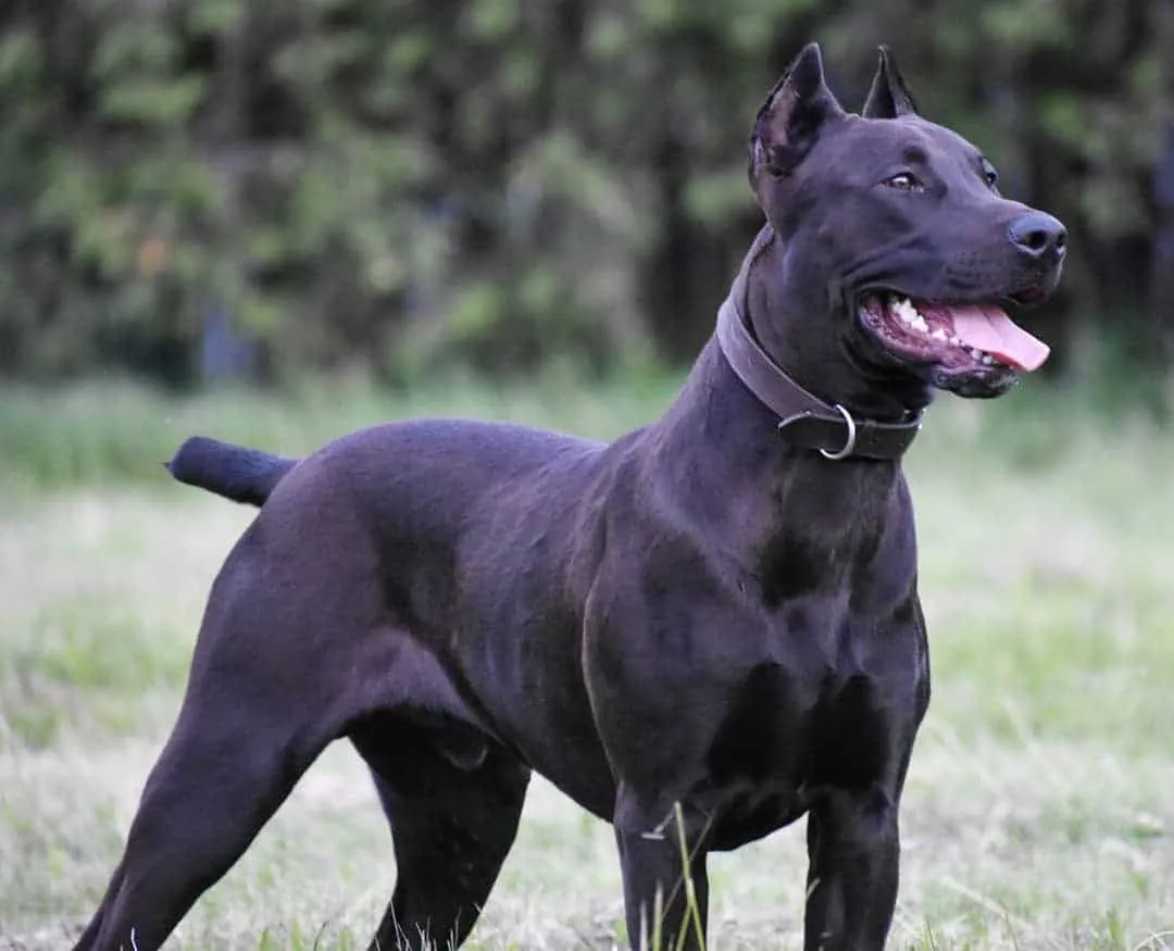 Canis Panther